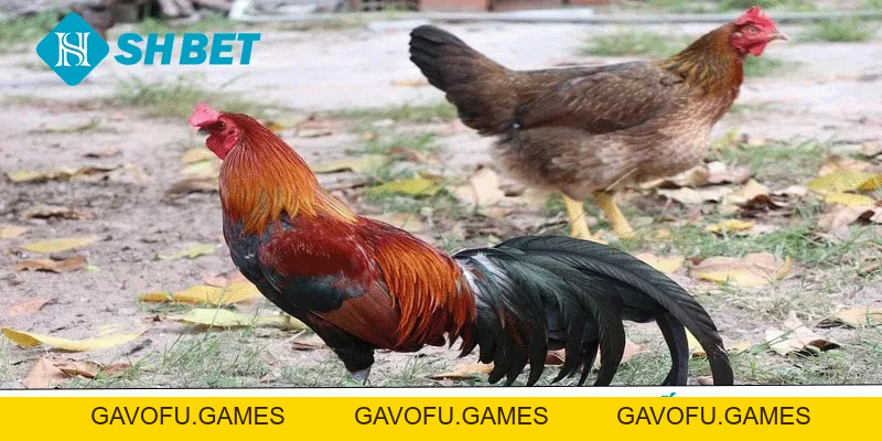 Đá Gà SHBET – Sân Chơi Cá Cược Uy Tín