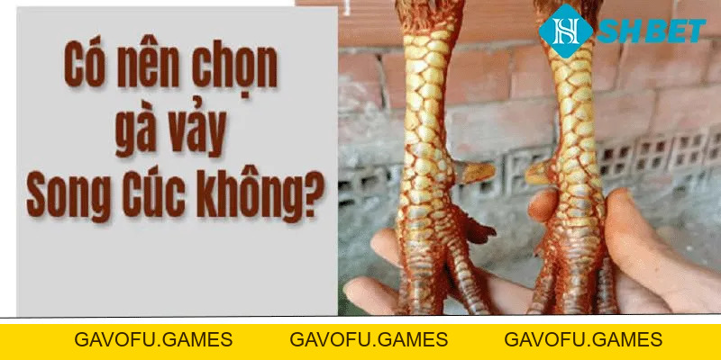 Vảy Song Cúc – SHBET  Hướng Dẫn Cách Nhận Biết Đặc Điểm 